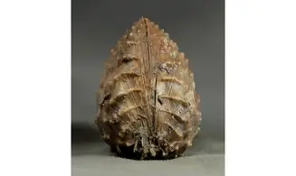 Trigonia Myophorella lusitanica