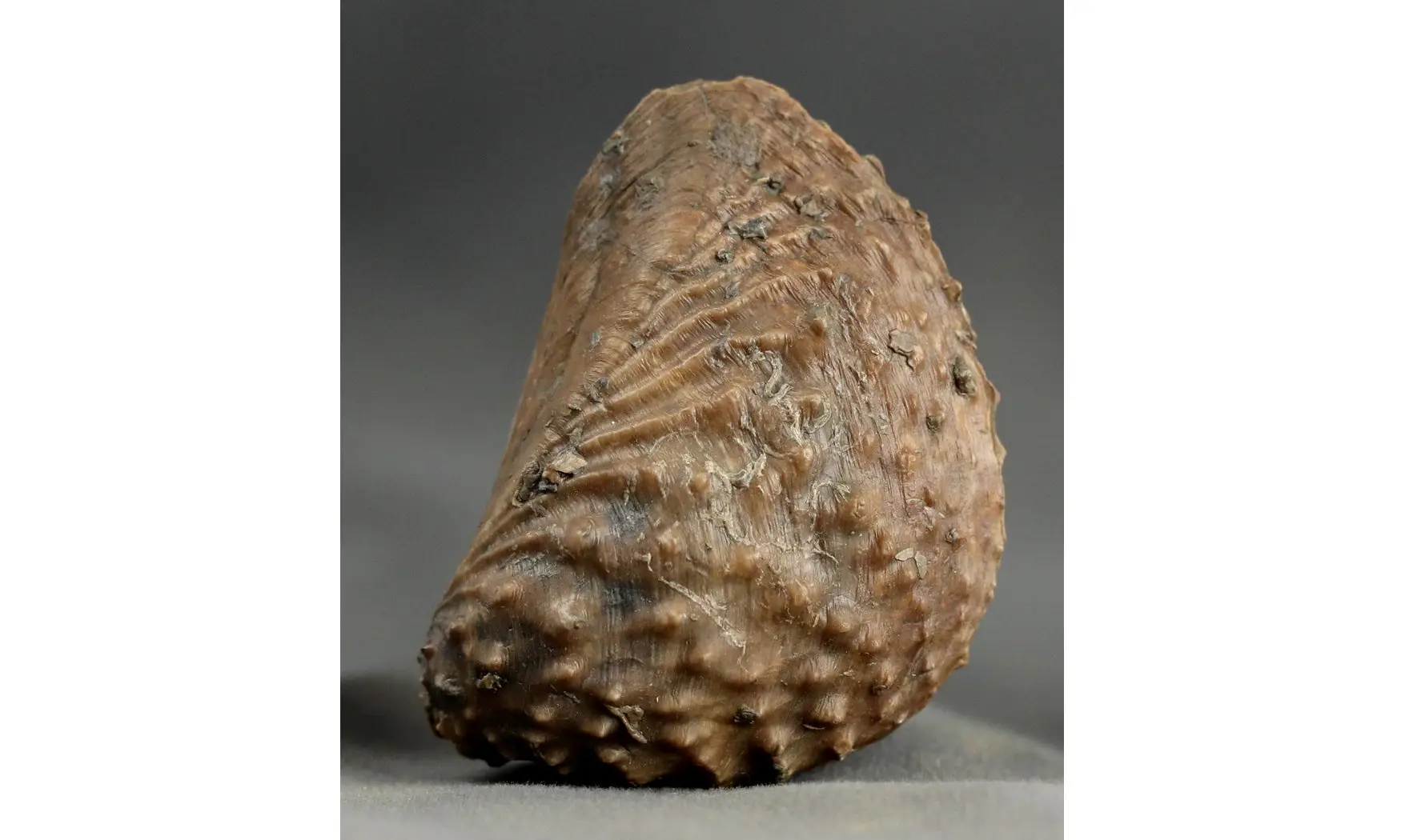 Trigonia Myophorella lusitanica