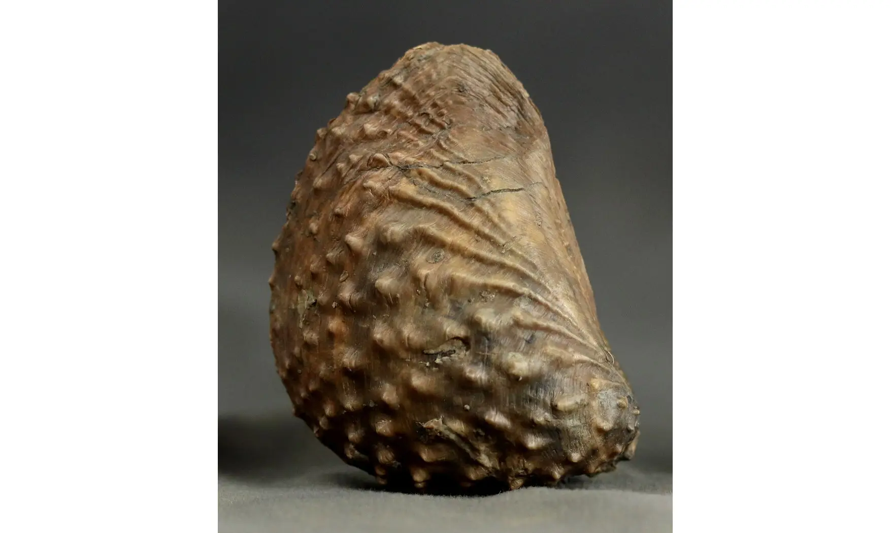 Trigonia Myophorella lusitanica