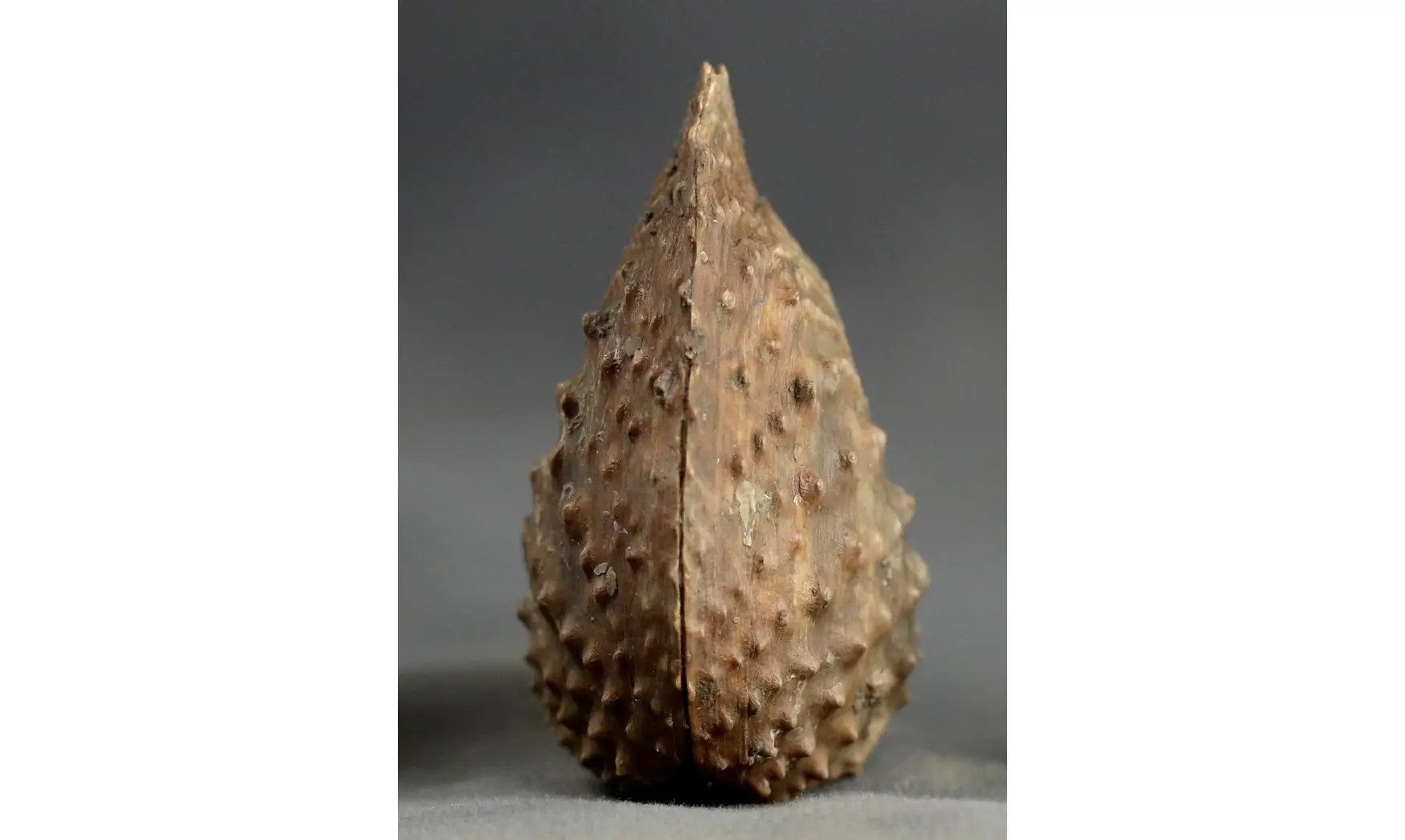 Trigonia Myophorella lusitanica
