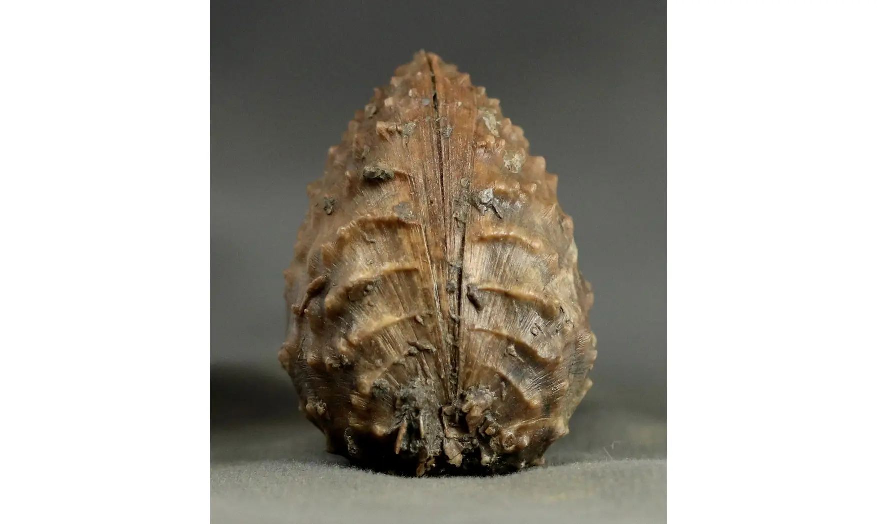 Trigonia Myophorella lusitanica