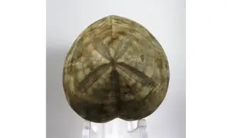 Micraster matheroni