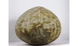 Micraster matheroni