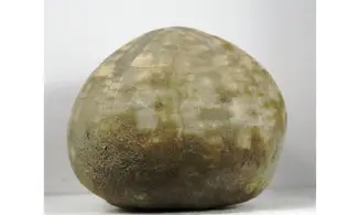 Micraster matheroni