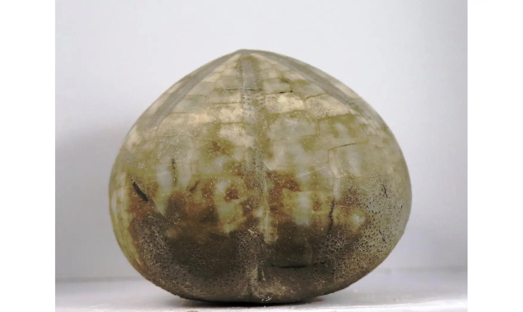 Micraster matheroni