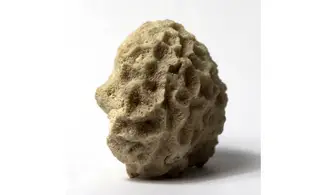 Isastrea bernardiana