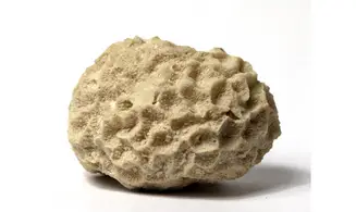 Isastrea bernardiana
