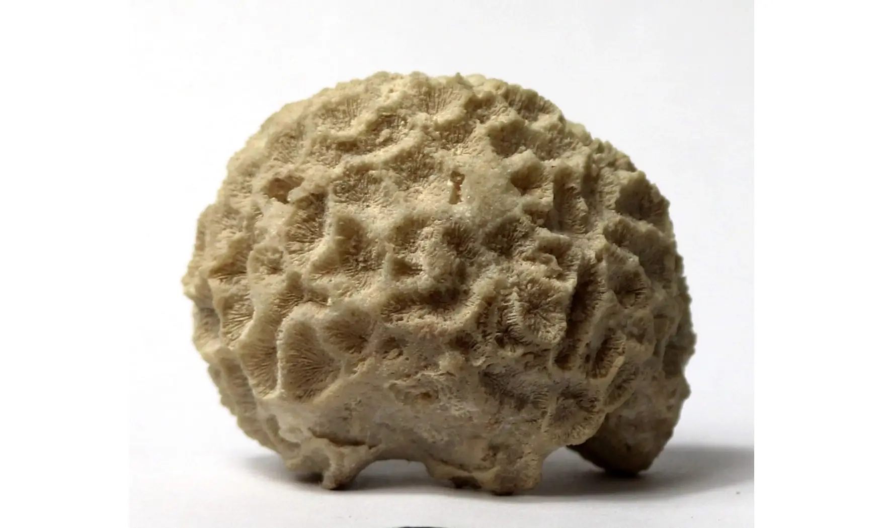 Isastrea bernardiana