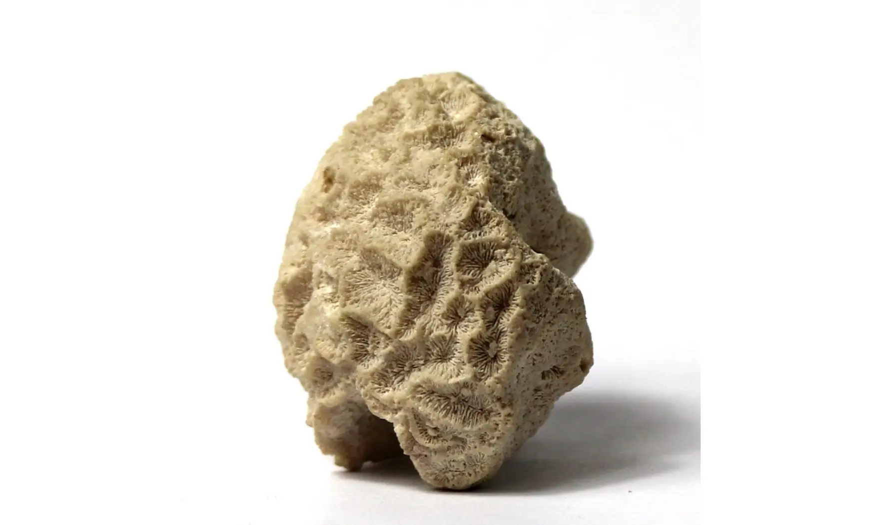Isastrea bernardiana