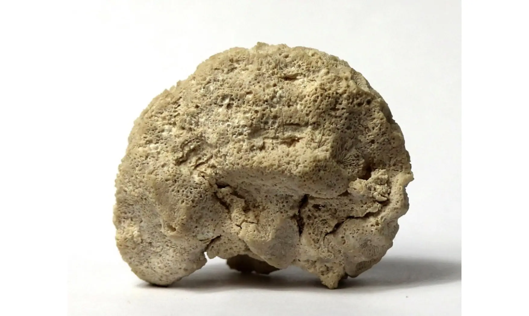 Isastrea bernardiana