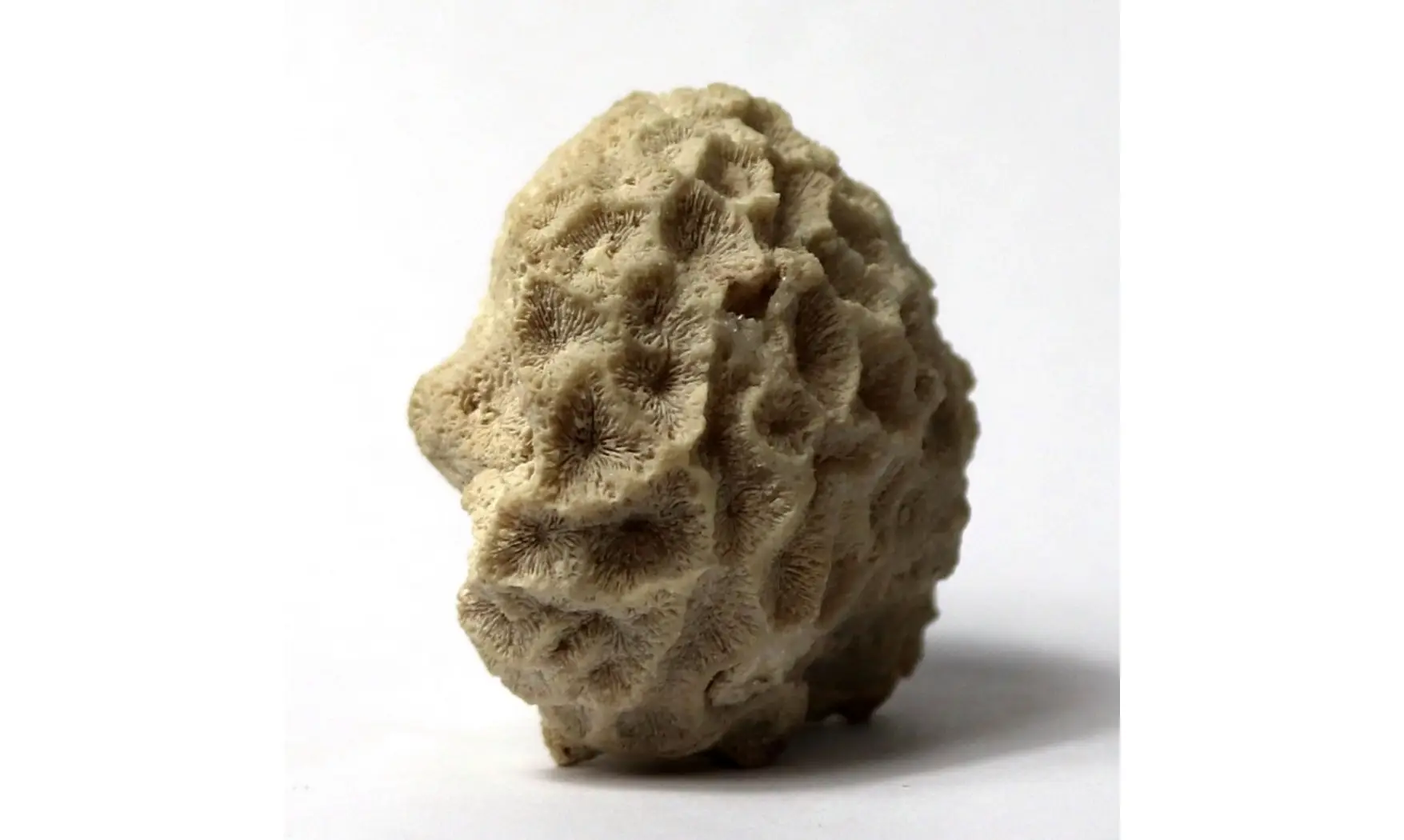 Isastrea bernardiana