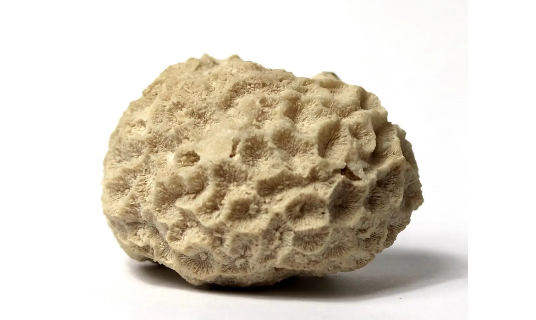 Isastrea bernardiana