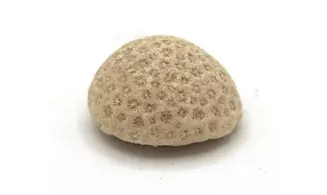 Stylina speciosum
