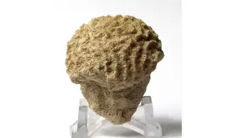 Cosmoseris vermicularis