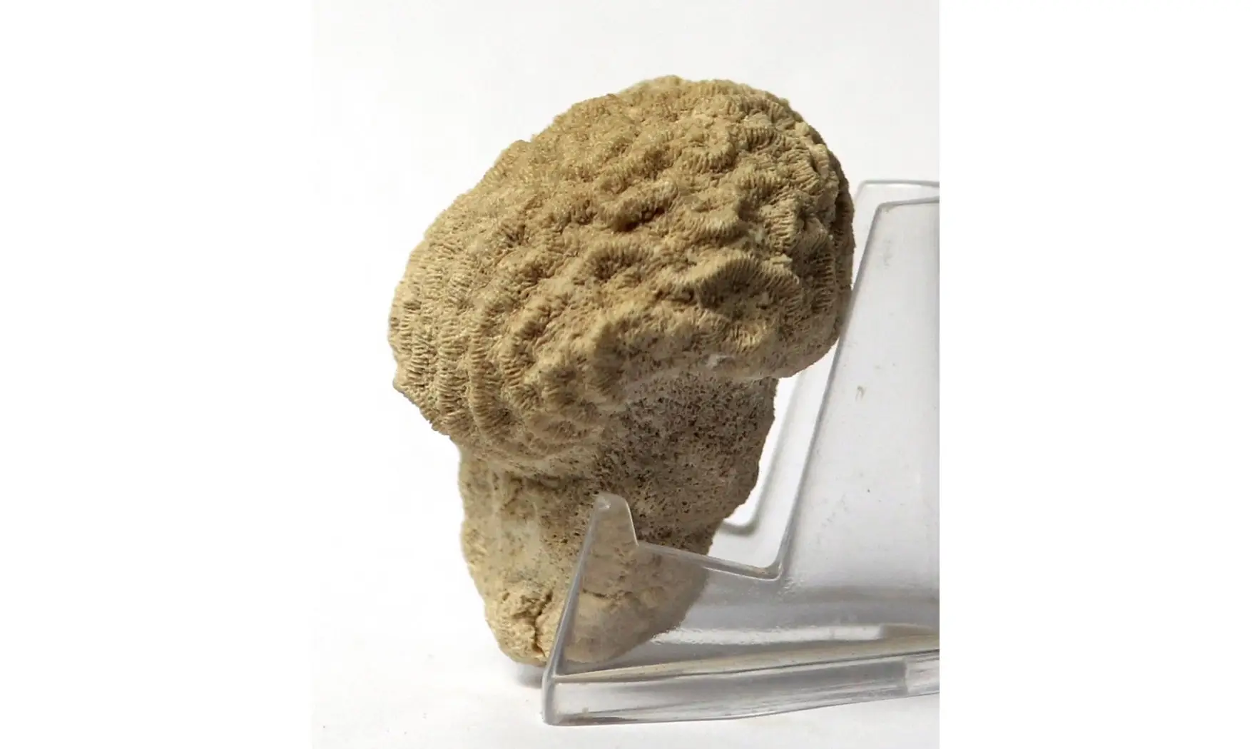 Cosmoseris vermicularis
