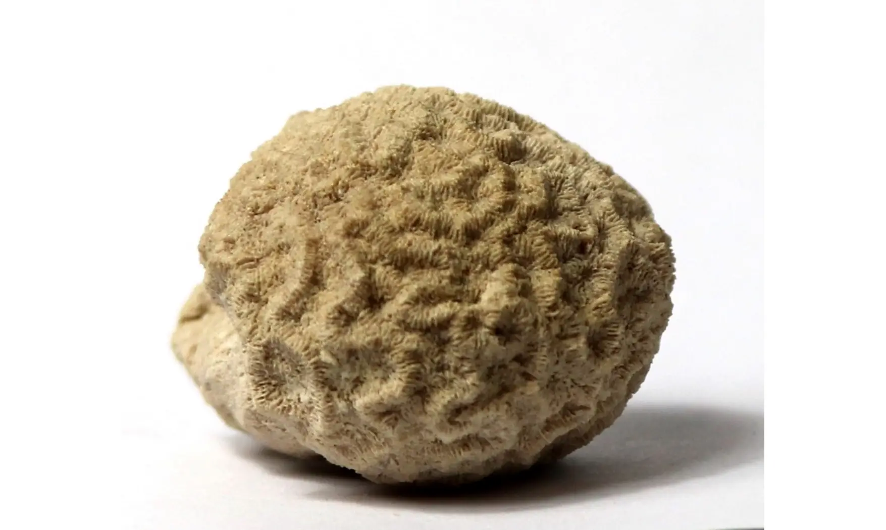 Cosmoseris vermicularis