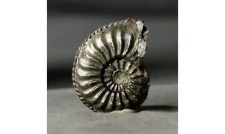 Amaltheus margaritatus