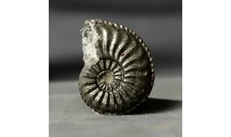 Amaltheus margaritatus