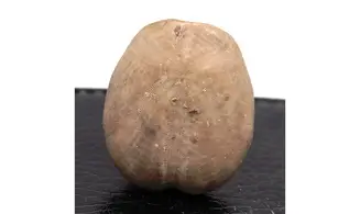 Heteraster oblongus
