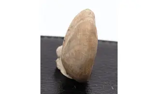 Heteraster oblongus