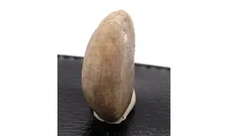 Heteraster oblongus