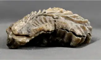 Arctostrea gregaria