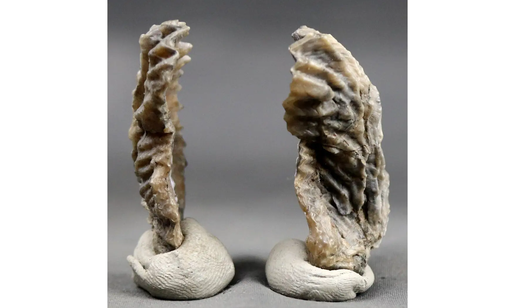 Arctostrea gregaria
