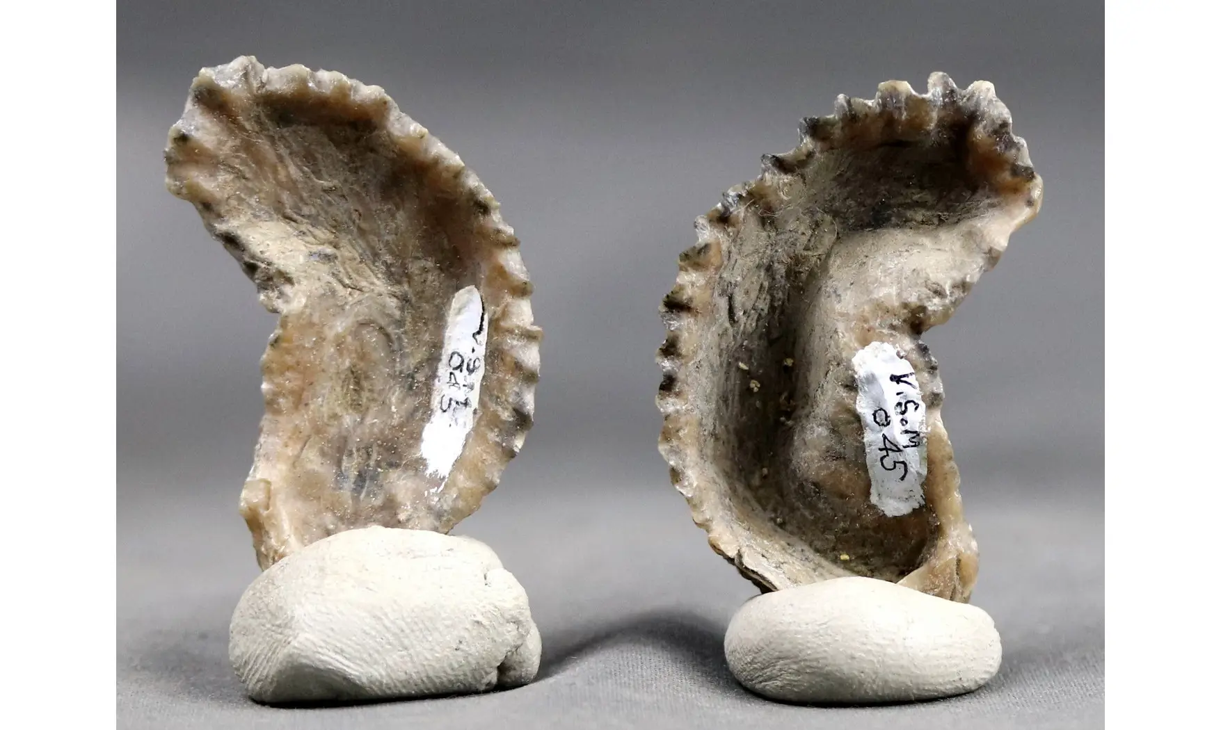 Arctostrea gregaria