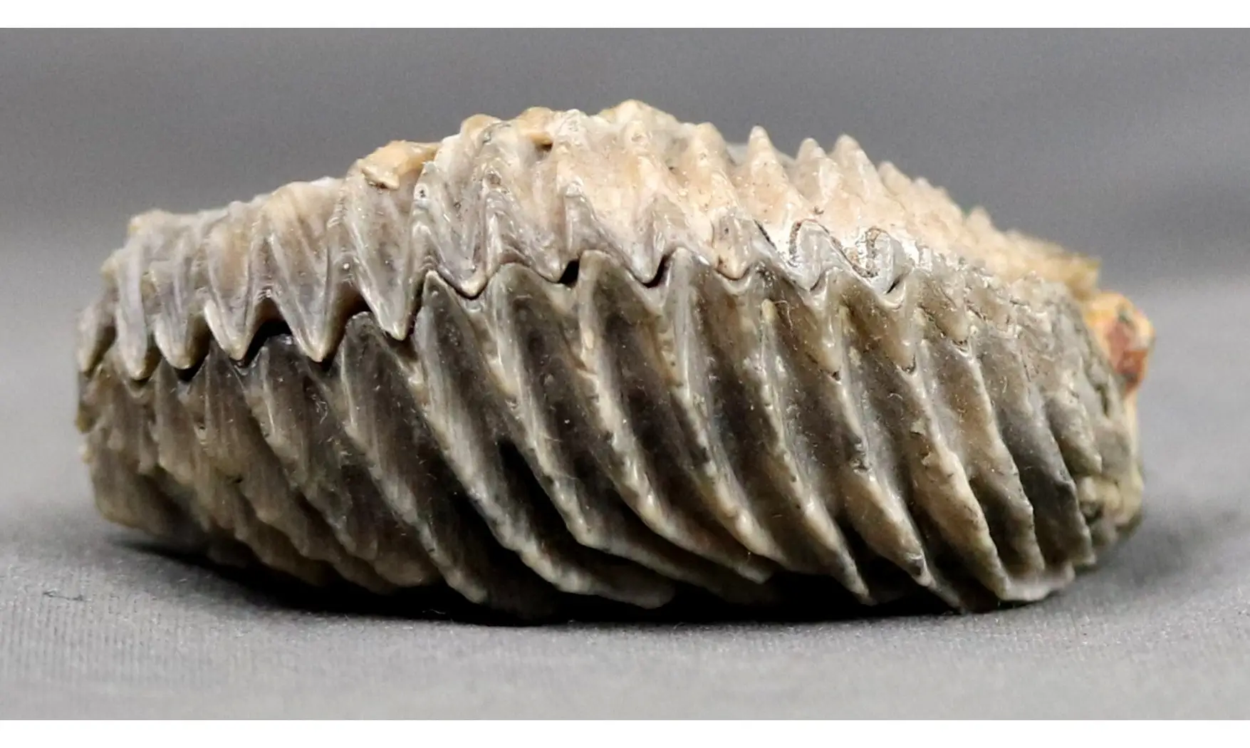 Arctostrea gregaria