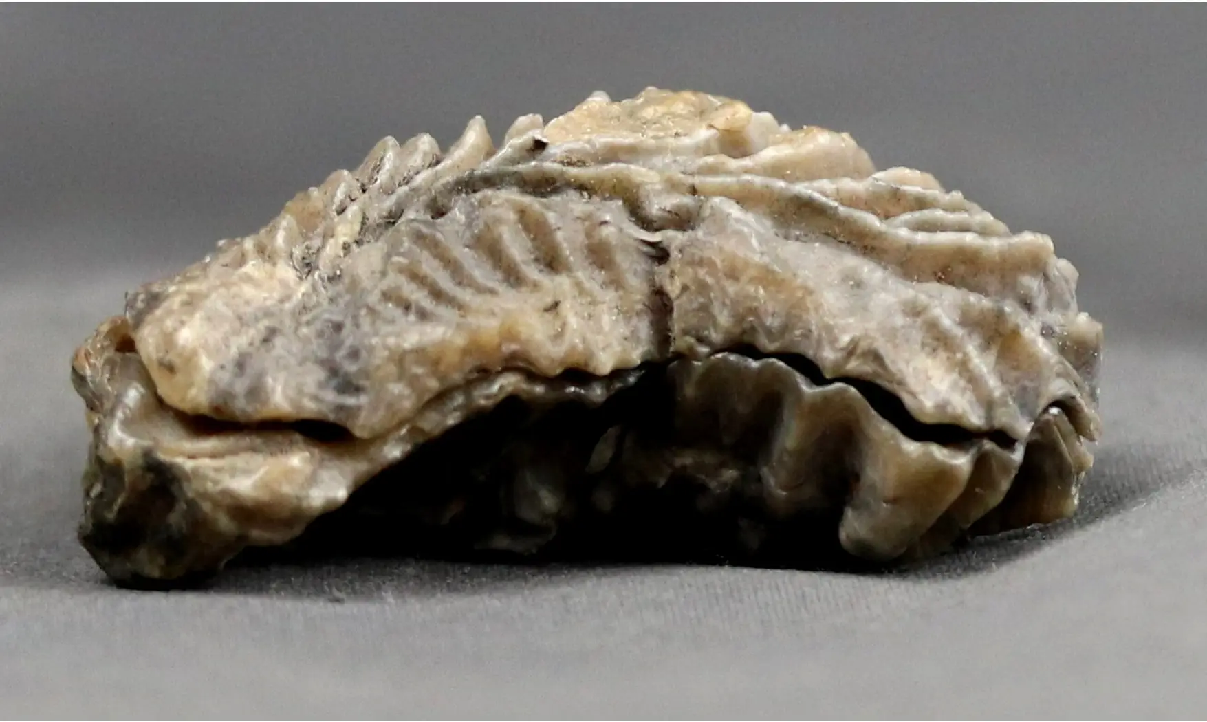 Arctostrea gregaria