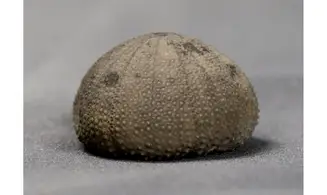 Psephechinus michelini