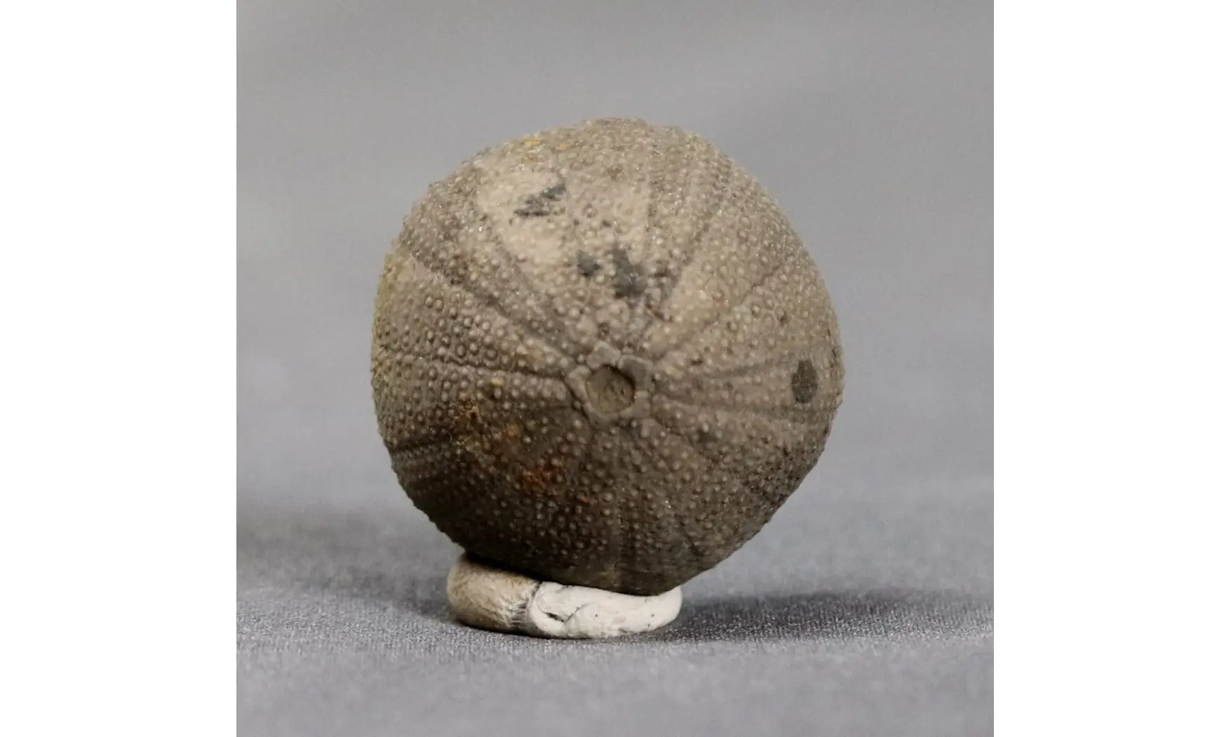 Psephechinus michelini