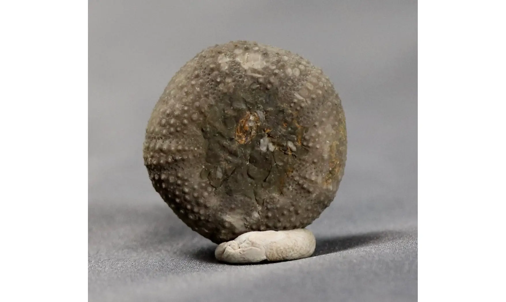 Psephechinus michelini