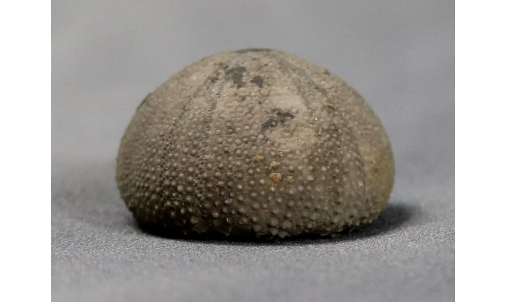 Psephechinus michelini