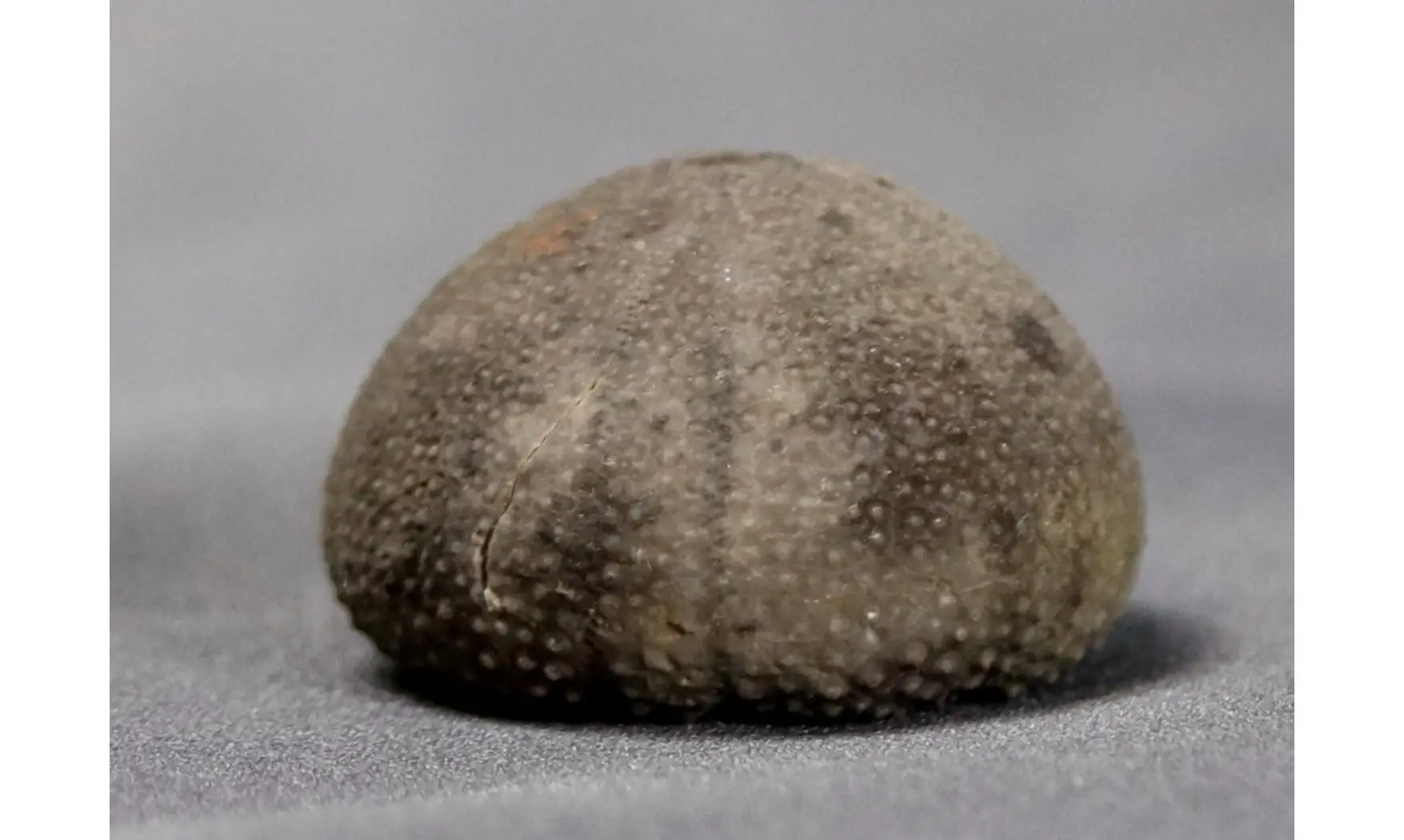 Psephechinus michelini