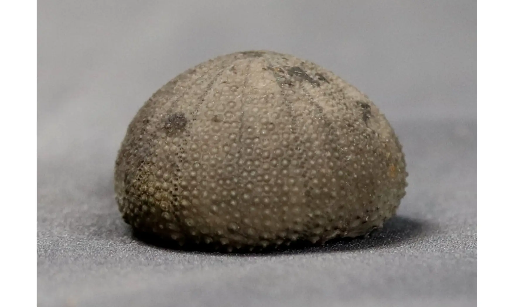 Psephechinus michelini