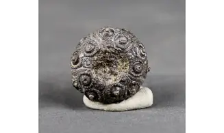 Abelleicidaris saemanni