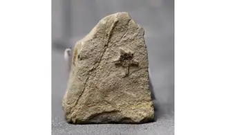 Aspidura scutellata