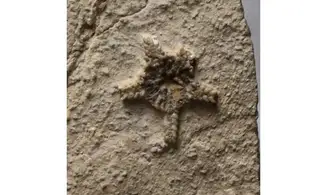 Aspidura scutellata