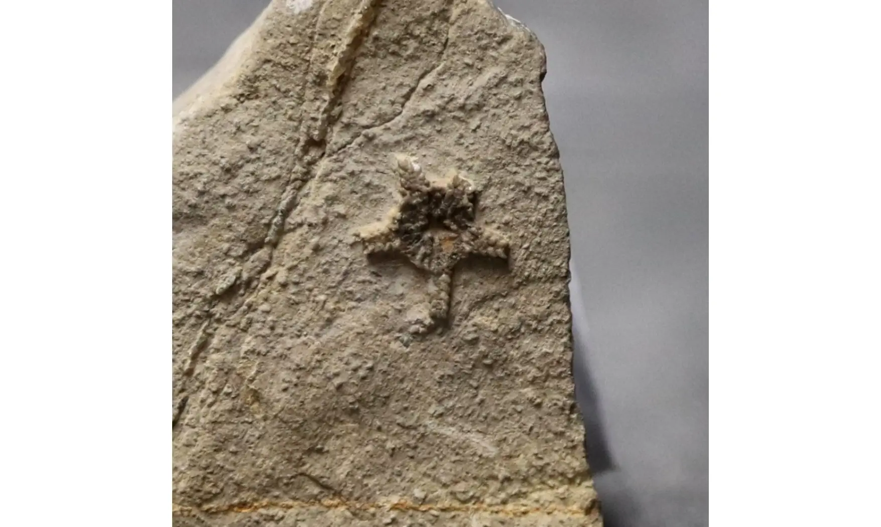 Aspidura scutellata