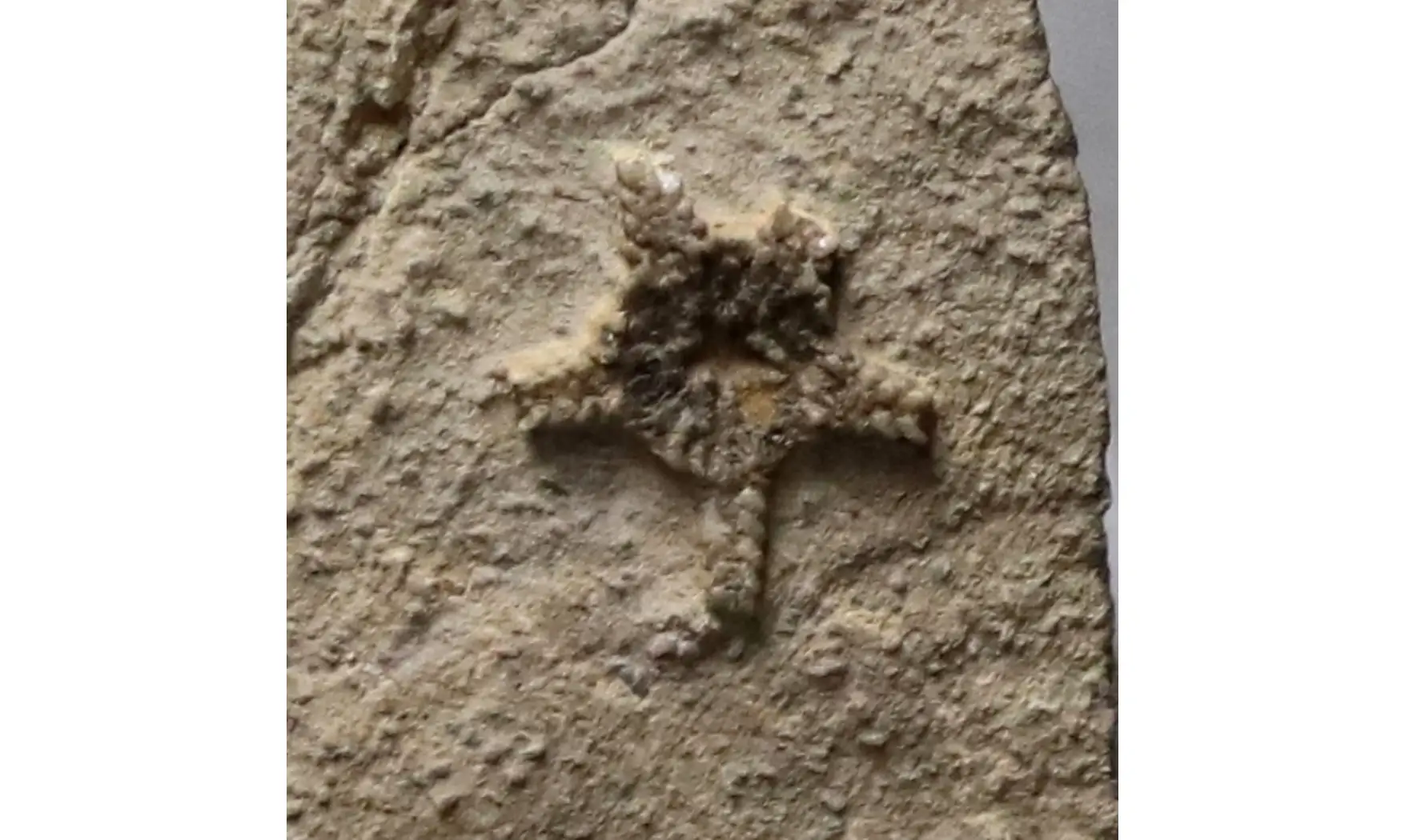 Aspidura scutellata