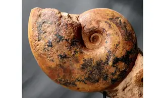 Pachylytoceras + Leioceras