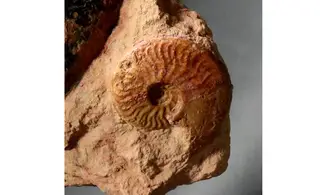 Pachylytoceras + Leioceras