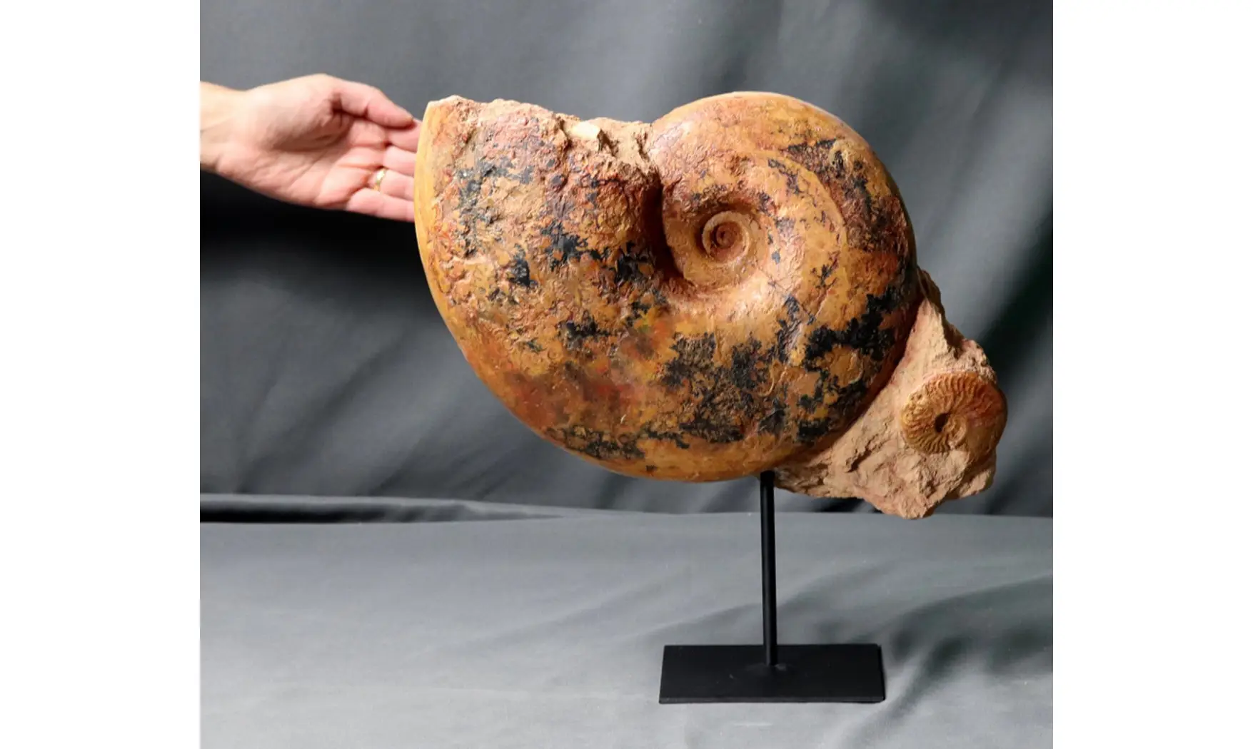 Pachylytoceras + Leioceras