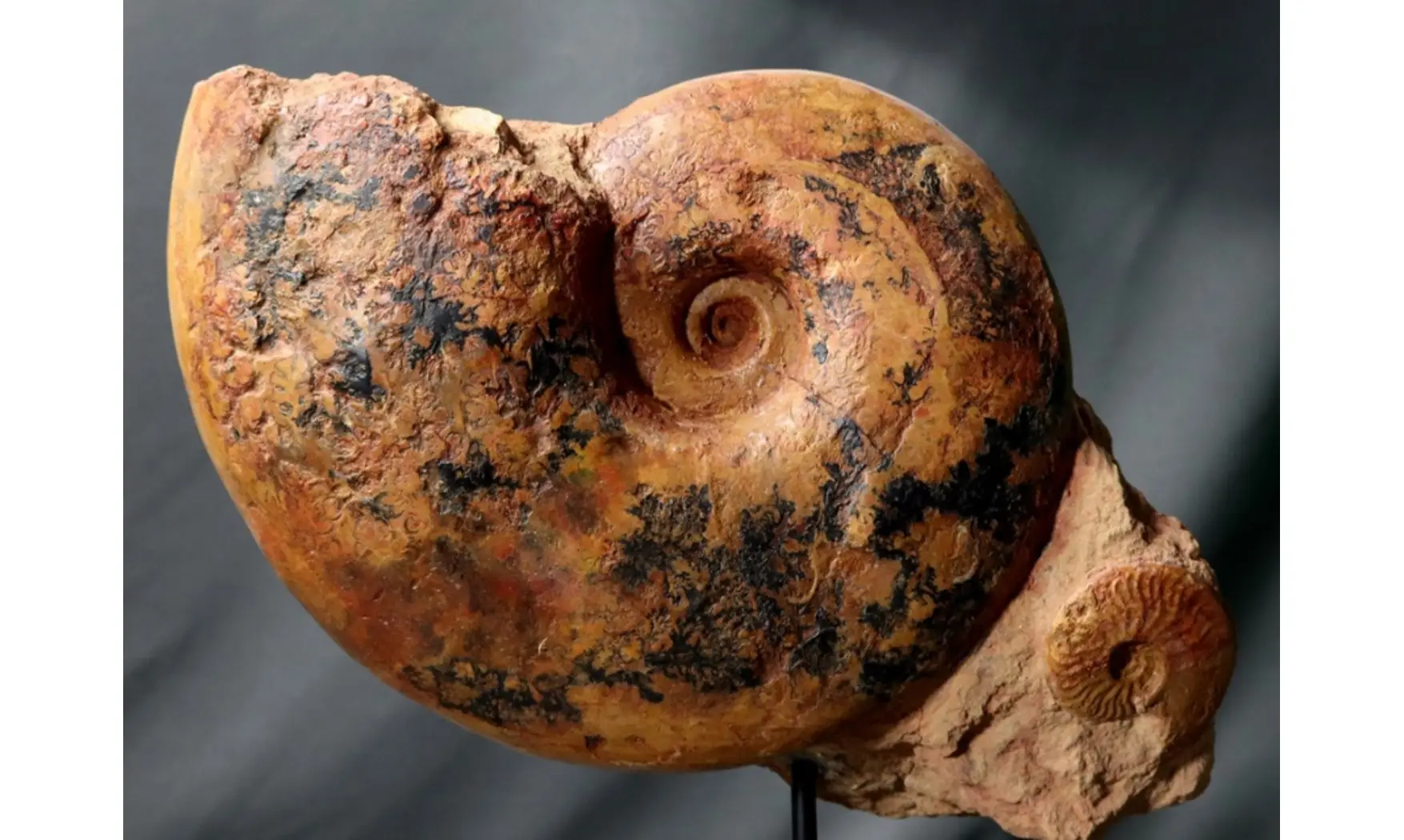 Pachylytoceras + Leioceras