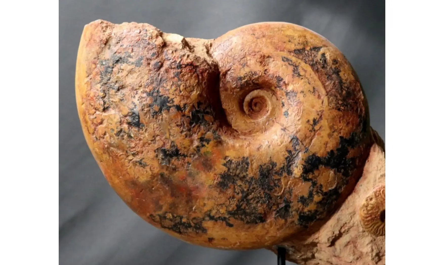 Pachylytoceras + Leioceras