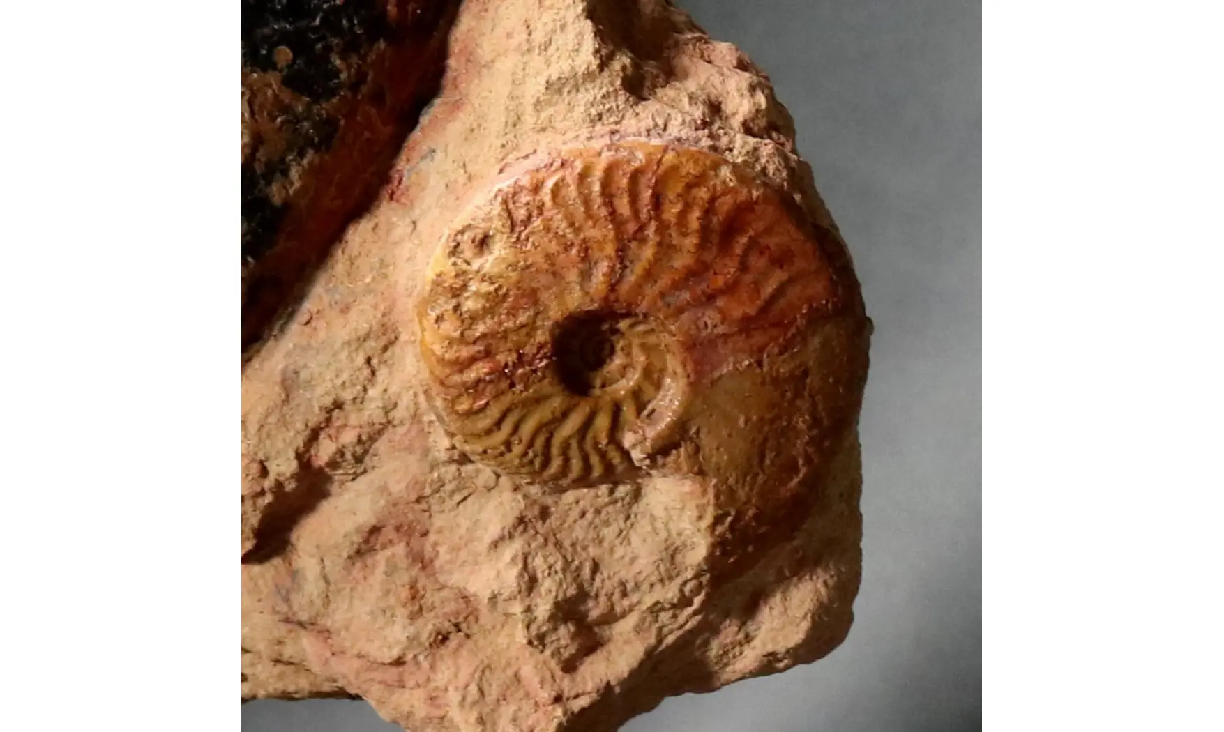 Pachylytoceras + Leioceras