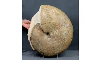 Phylloceras heterophyllum