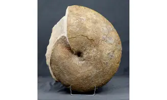 Phylloceras heterophyllum