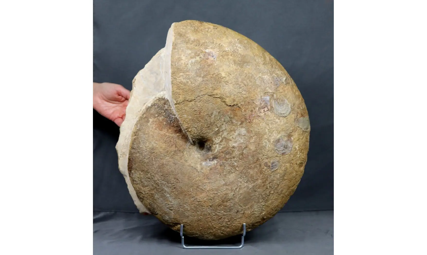 Phylloceras heterophyllum